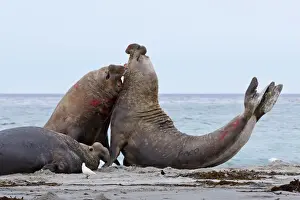 Three Animals Prints: Two southern elephant seal (Mirounga leonina) bulls rear up and attack to establish dominance