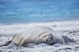Southern elephant seal (Mirounga leonina) male resting on a sandy beach, Sea Lion Island