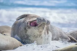 Southern elephant seal (Mirounga leonina) male on a sandy beach, Sea Lion Island