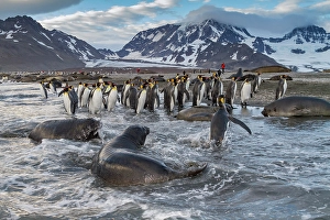 Nursing Prints: Southern elephant seal (Mirounga leonina) pup