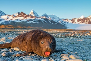 Independence Prints: Southern elephant seal (Mirounga leonina) pup