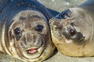 Pups Prints: Southern elephant seal (Mirounga leonina) pup