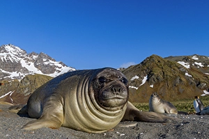 Pups Prints: Southern elephant seal (Mirounga leonina) pup