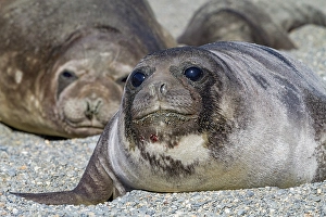 Pups Prints: Southern elephant seal (Mirounga leonina) pup
