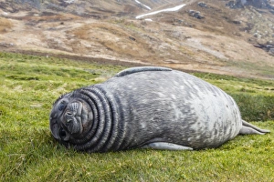 Bull Prints: Southern elephant seal (Mirounga leonina) pup