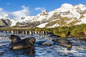 Southern elephant seal (Mirounga leonina) pups, Gold Harbour, South Georgia, South Atlantic Ocean, Polar Regions