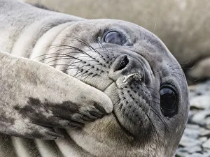 Eye Contact Prints: Southern elephant seal pup, Mirounga leonina, recently weaned from mom, Jason Harbor