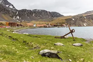 Southern elephant seal pups (Mirounga leonina) after being weaned in Grytviken Harbor
