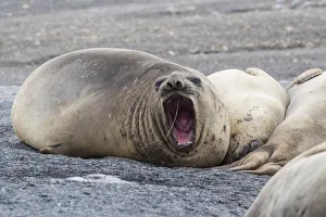 Southern elephant seals (Mirounga leonina), hauled out on the beach, Barrientos Island