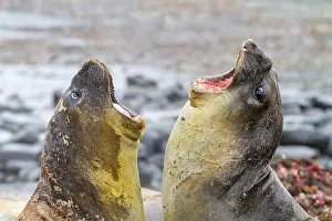 Seasonal Changes Prints: Southern elephant seals (Mirounga leonina)