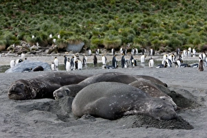 Images Dated 22nd February 2009: Southern elephant seals Mirounga leonina), Gold Harbour, South Georgia