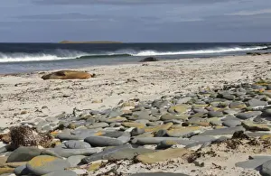 Southern elephant seals (Mirounga leonina) on beach with breaking wave, Sea Lion Island, Falkland Islands, South America