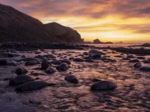 Landscapes Collection: Southern elephant seals (Mirounga leoninar), on the beach at sunrise in Gold Harbor