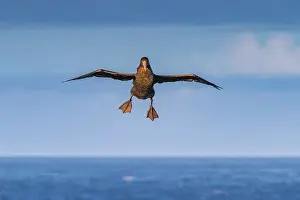 Animal Kingdom Prints: Southern giant petrel (Macronectes giganteus) in flight near Tristan da Cunha