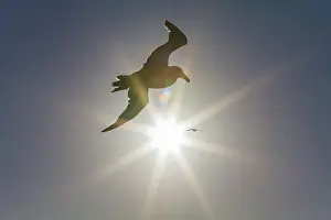 Animal Behavior Prints: Southern giant petrel (Macronectes giganteus) in flight against the sun near South Georgia