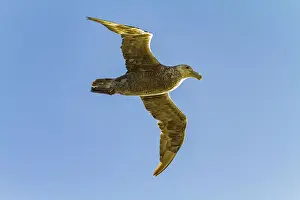 Animal Behavior Prints: Southern giant petrel (Macronectes giganteus) in flight against the sun near South Georgia