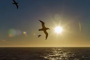 Animal Behavior Prints: Southern giant petrel (Macronectes giganteus) in flight against the sun near South Georgia