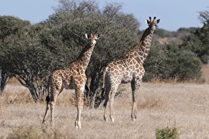 Southern giraffe (Giraffa camelopardalis), Mashatu Game Reserve, Botswana, Africa