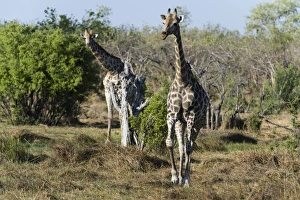Southern giraffes (Giraffa camelopardalis), Khwai Concession, Okavango Delta, Botswana