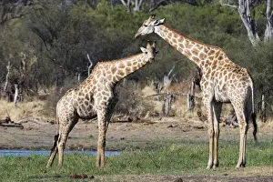 River Bank Prints: Two southern giraffes (Giraffa camelopardalis) on the Khwai River bank, Botswana, Africa