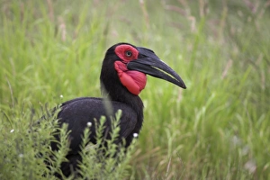 Southern ground hornbill (Bucorvus leadbeateri)