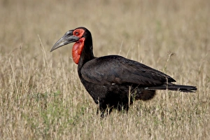 Images Dated 13th October 2007: Southern ground-hornbill (Bucorvus leadbeateri), Masai Mara National Reserve