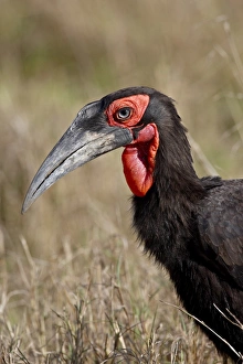Images Dated 13th October 2007: Southern Ground-Hornbill (Bucorvus leadbeateri), Masai Mara National Reserve