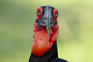 Images Dated 11th November 2007: Southern ground-hornbill (ground hornbill) (Bucorvus leadbeateri), Kruger National Park