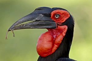 Images Dated 11th November 2007: Southern Ground-Hornbill (Ground Hornbill) (Bucorvus leadbeateri), Kruger National Park