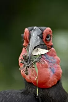 Images Dated 13th November 2007: Southern Ground-Hornbill (Ground Hornbill) (Bucorvus leadbeateri) with prey