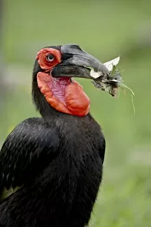 Images Dated 13th November 2007: Southern Ground-Hornbill (Ground Hornbill) (Bucorvus leadbeateri) with prey