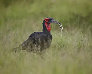 Snake Prints: Southern Ground-Hornbill (Ground Hornbill) (Bucorvus leadbeateri) with a snake