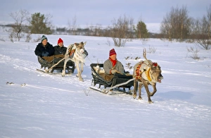 Pulling Prints: Southern Lapp man with reindeer sledge