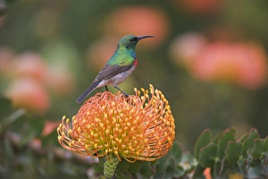 Sunbird Prints: Southern (lesser) doublecollared sunbird