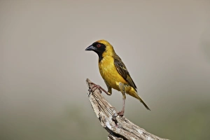 Southern masked weaver (Ploceus velatus), male, Kgalagadi Transfrontier Park, South Africa