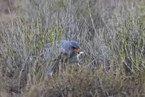 Ornithological Prints: Southern pale chanting goshawk (Melierax canorus) with a skink, Kgalagadi Transfrontier