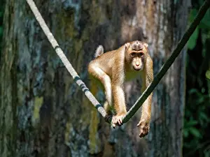 Rope Prints: Southern pig-tailed macaque moves along a rope in Sepilok Orangutan Rehabilitation Center in Sabah Malaysia