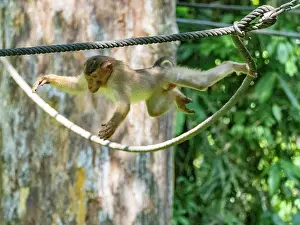 Rope Prints: Southern pig-tailed macaque swinging on a rope at Sepilok Orangutan Rehabilitation Center in Sabah Malaysia