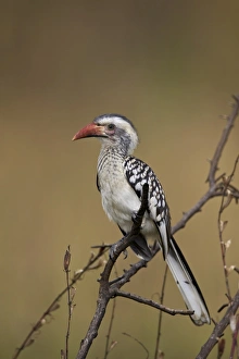Southern red-billed hornbill (Tockus rufirostris), Kruger National Park, South Africa