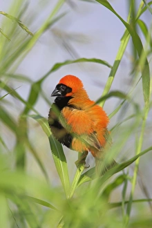 Attention Prints: Southern red bishop (Euplectes orix)
