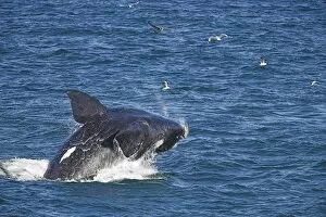 Images Dated 9th August 2008: Southern right whale