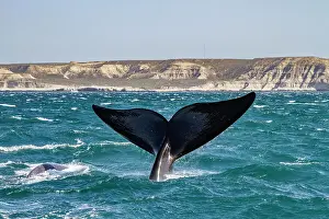 Ocean Waves Prints: Southern right whale (Eubalaena australis) adult female flukes-up to catch the wind in Puerto Pyramides