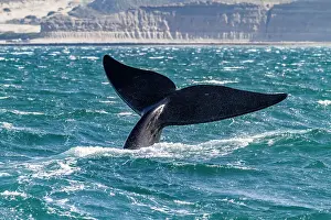 Blue Water Prints: Southern right whale (Eubalaena australis) adult female flukes-up to catch the wind in Puerto Pyramides