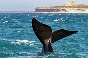 Marine Wildlife Prints: Southern right whale (Eubalaena australis) adult female flukes-up to catch the wind in Puerto Pyramides