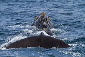 Large Prints: Southern right whale surfaces near Elephant Island in Antarctica showcasing its dorsal fin and flukes in ocean waters