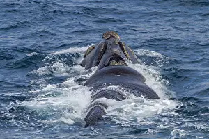 Large Prints: Southern right whale surfacing in Antarctic waters near Elephant Island