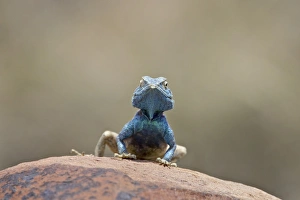 Images Dated 10th November 2006: Southern rock agama (Agama atra atra), Mountain Zebra National Park, South Africa, Africa