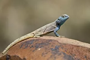 Images Dated 10th November 2006: Southern rock agama (Agama atra atra), Mountain Zebra National Park, South Africa, Africa