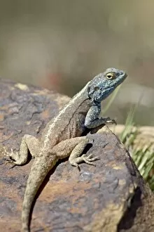 Images Dated 11th November 2006: Southern rock agama (Agama atra atra), Mountain Zebra National Park, South Africa, Africa