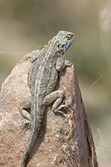 Images Dated 11th November 2006: Southern rock agama (Agama atra atra), Mountain Zebra National Park, South Africa, Africa